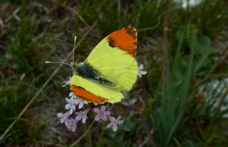 Anthocharis euphenoides... ritrattino